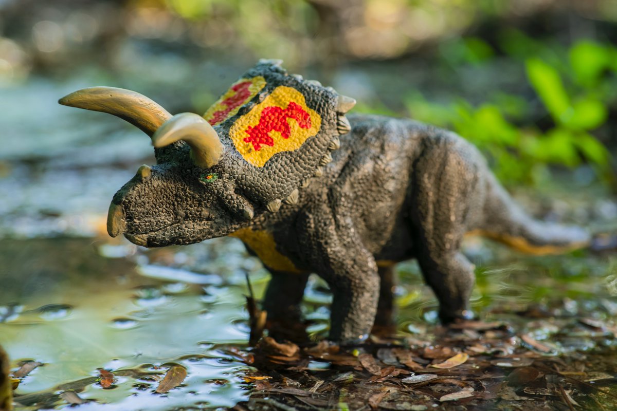 Dinomait´s toy, Coahuilaceratops, a limited edition of 200 figures. Just $50 dlls each plus shipment, is a unique toy for hobbyists.