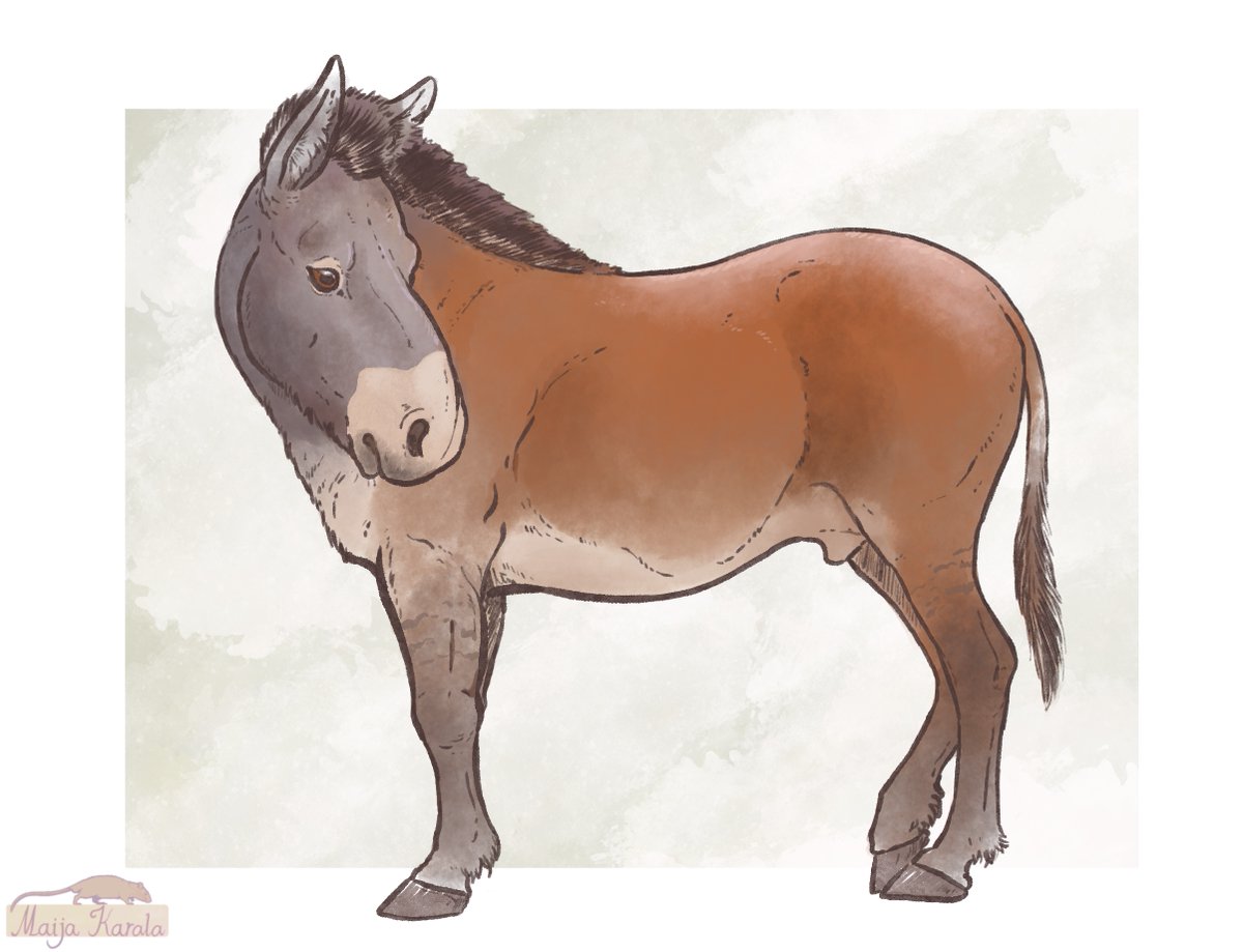 Much like elephants and lions, horses too used to be everywhere. Little wild horse I doodled late last night. It's meant to be Hippidion, a South American native equine that went extinct as recently as 11,000 years ago.