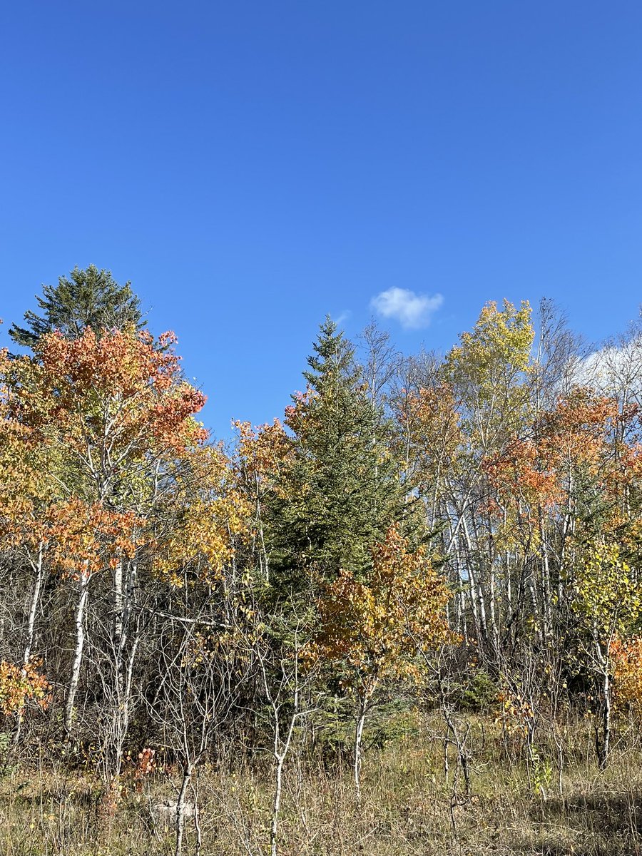 jo_szpak's tweet photo. #Manitoba #Autumn https://t.co/2l5q4XCHs2