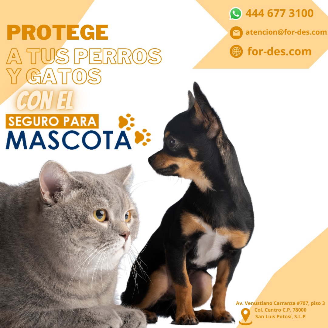 Ellos también merecen amor, cariño y protección. Contratales un Seguro para Mascotas.

Contactanos:
📱 444 677 3100
📧 atencion@for-des.com

#fyp #mascotas #cachorros #veterinario #cuidado #perro #perritos #baño #cuidado #seguro #seguroparamascotas #fordes #fordesmx #fypシviral