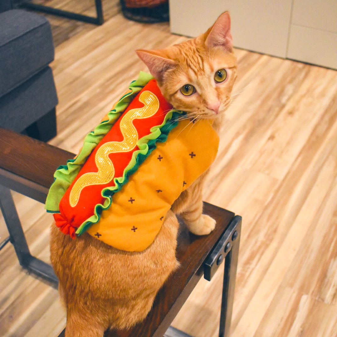 Hey <a href="/NickOfNewYork/">Nick Martell 🦩</a> and <a href="/jackkramer/">Jack Crivici-Kramer</a>! Thanks for the anniversary shout out this morning on <a href="/tboypod/">The Best One Yet</a>! Hotdog really appreciated being included as well! Per your request… 😂 🌭 💕 #yetis