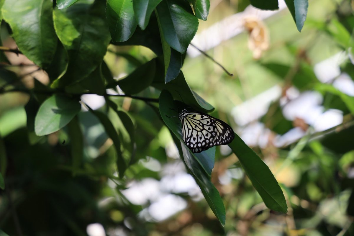 Carleton_U's tweet image. The sun was shining, and the Ravens were back in town for #Throwback2023 at #CarletonU 🎉

Over a week of alumni and community events, Throwback reminds us of the special memories and lifelong connections made at Carleton.

ICYMI: newsroom.carleton.ca/story/carleton…