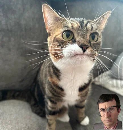 This cat lost her upper canine teeth and  this is her permanent face now .