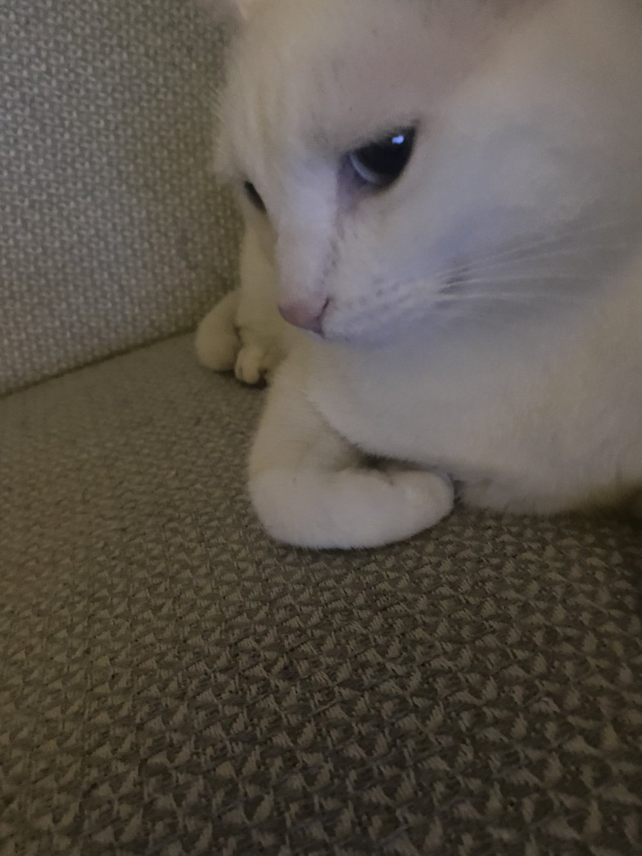 bütün gün somonlu mama yiyip yatıyosun moruk ne bu kara kara düşünmeler