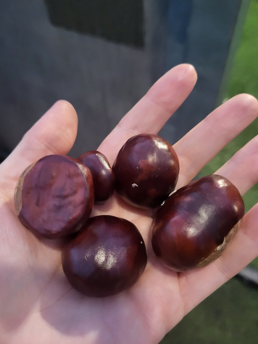 When you put on your 'slightly colder/ wetter weather' coat and realise the kids have been using both pockets to stash their conkers! 🙄 #parenting #Autumn #conkers