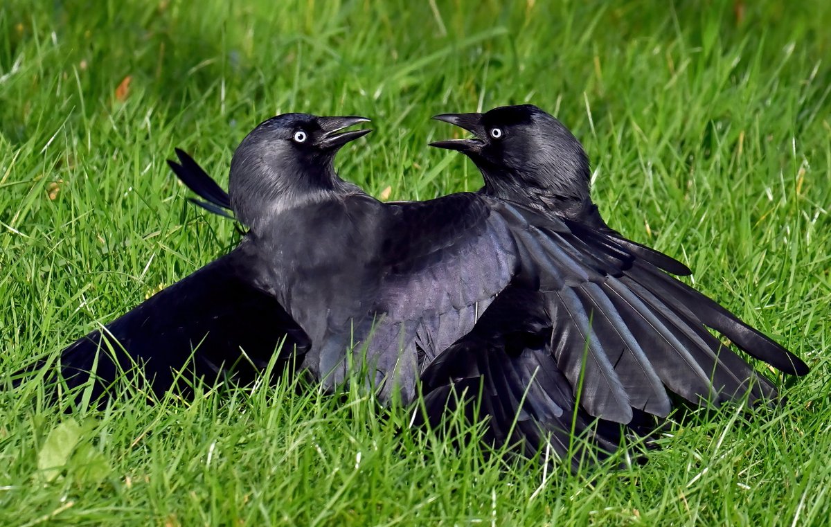 Jackdaws locked in battle! 😯
 Taken last week in my Somerset village. 🐦