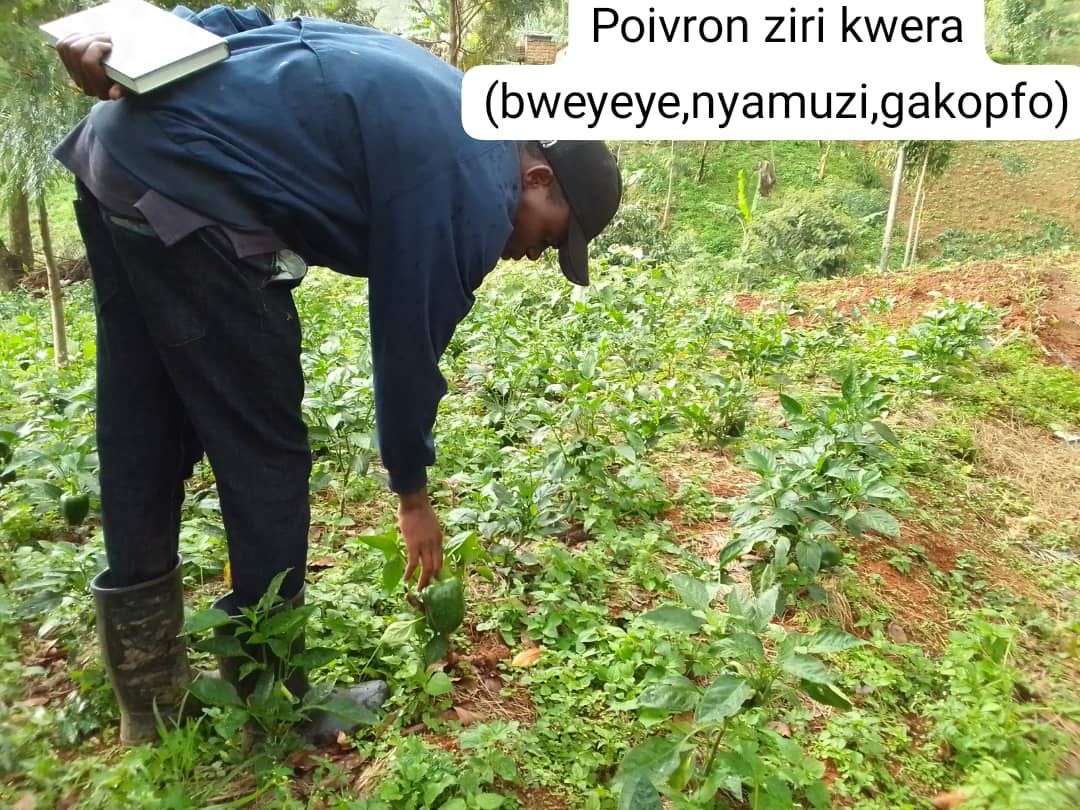 bweyeyesector's tweet photo. Ubuhinzi bukomeje kuzamuka mu Murenge wa @bweyeyesector .Ibi turabikesha Nyakubahwa President wa Repubulika Paul Kagame ku nyongeramusaruro tubona.Turashimira kandi abahinzi bakomeje kuzamura igipimo cy'ubuhinzi.
@RusiziDistrict
@DrKibiriga
@LouisNdagije https://t.co/Gwq6IkgMzK