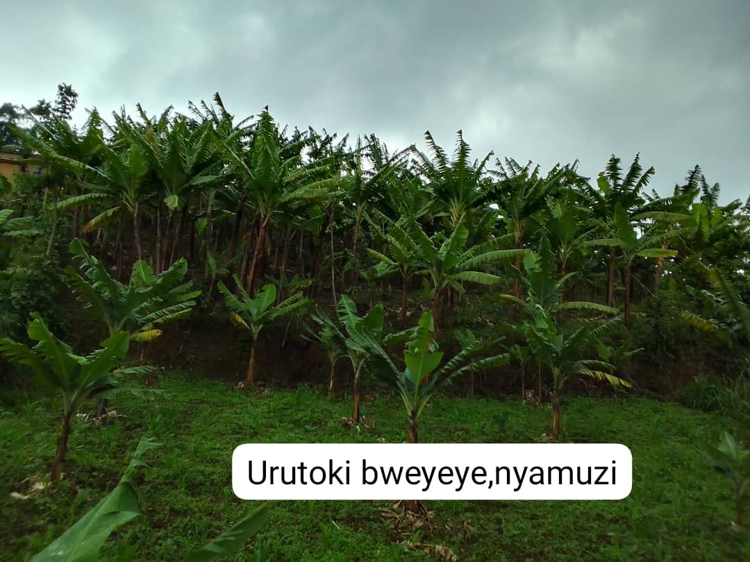 bweyeyesector's tweet photo. Ubuhinzi bukomeje kuzamuka mu Murenge wa @bweyeyesector .Ibi turabikesha Nyakubahwa President wa Repubulika Paul Kagame ku nyongeramusaruro tubona.Turashimira kandi abahinzi bakomeje kuzamura igipimo cy'ubuhinzi.
@RusiziDistrict
@DrKibiriga
@LouisNdagije https://t.co/Gwq6IkgMzK