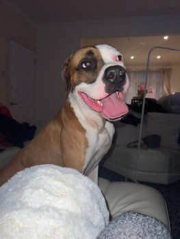 🆘9 OCT 2023 #Lost TYSON #ScanMe
YOUNG Tan & White Mastiff Cross Male
Weald Lane #HarrowWeald #Harrow #Middlesex #HA3
doglost.co.uk/dog-blog.php?d…