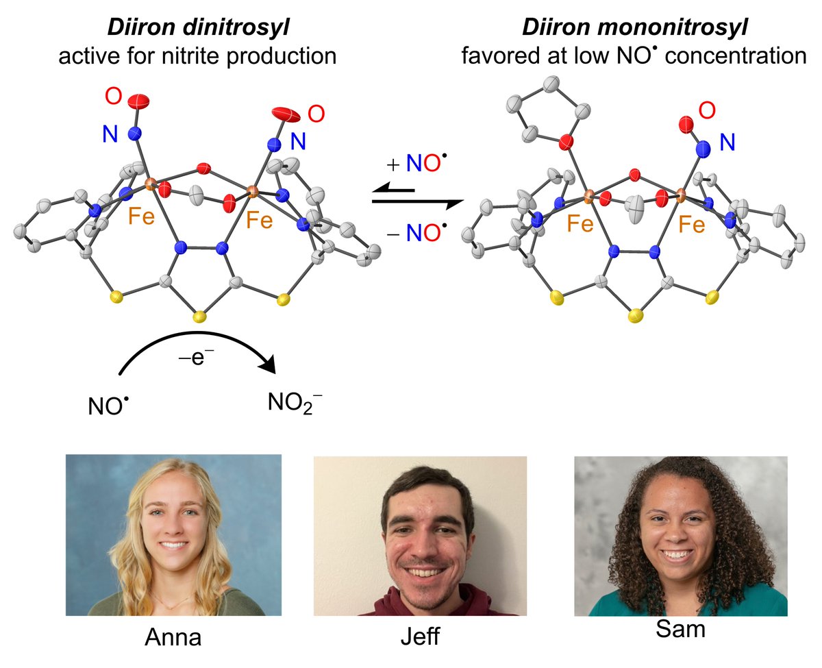 Diiron + NO produces nitrite as well!? 🤯Check out our latest paper on @J_A_C_S . Oxidation of NO to nitrite with a {FeNO}6/{FeNO}7 intermediate. Congratulations to Anna @a_poptic, Jeff @JeffKlingKlang, and Sam @OSU_CBC pubs.acs.org/doi/full/10.10…