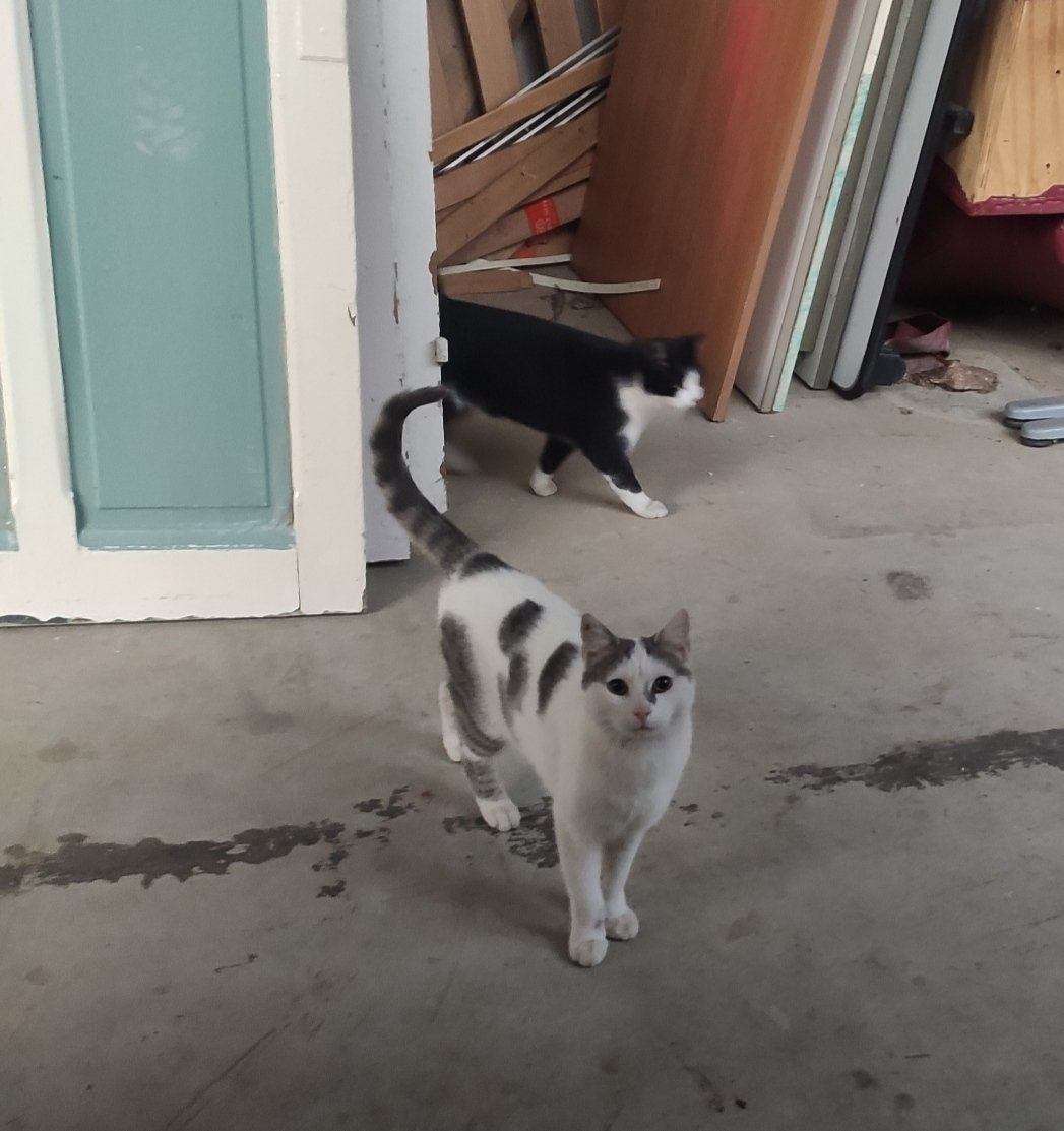 BoubaCie's tweet photo. Jupiter #chatlibre du #chatipi @onevoiceanimal de #Paris13 n'est plus...
Je n'ai pas été prévenue...pas de détails...
A quoi sert l' #identification ???
A ton étoile 🖤 https://t.co/n3Gm6r4VQ0