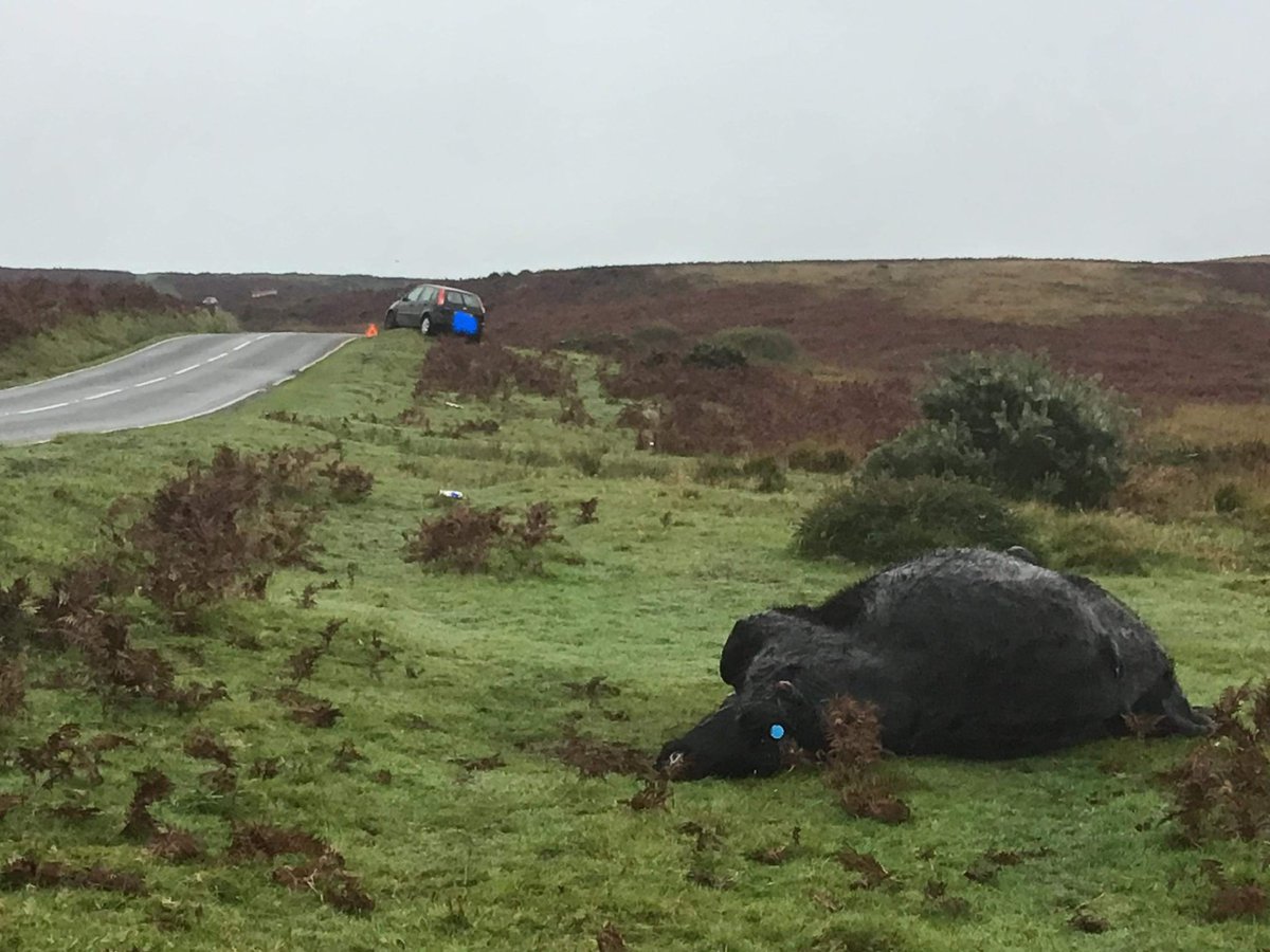 GowerAction's tweet photo. Incident 49
4/10/23
Ewe was hit by a car on Fairwood. 

Incident 50
5/10/23
Roughly 6.45-7.00pm
(Not able to disclose details just yet)

Incident 51
7/10/23
8.00pm Driver followed procedure phoning the police. 
Cow was injured

Incident 52
9/10/23
Roughly 8pm
cow and calf pts. https://t.co/iqVuDsLJrb