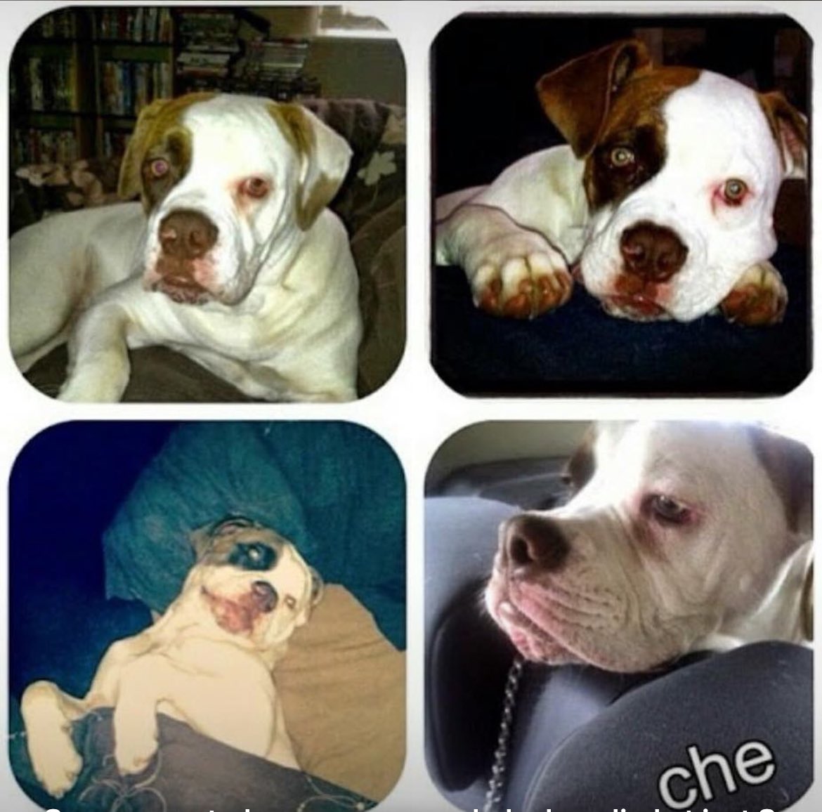 12 years ago I lost my big baby … still think about him all the time 🥰