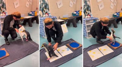 Conoce a Marley el pingüino pintor y sus amigos artistas amorporlosanimales.net/2023/10/conoce…
#animales #arte #rescatistas