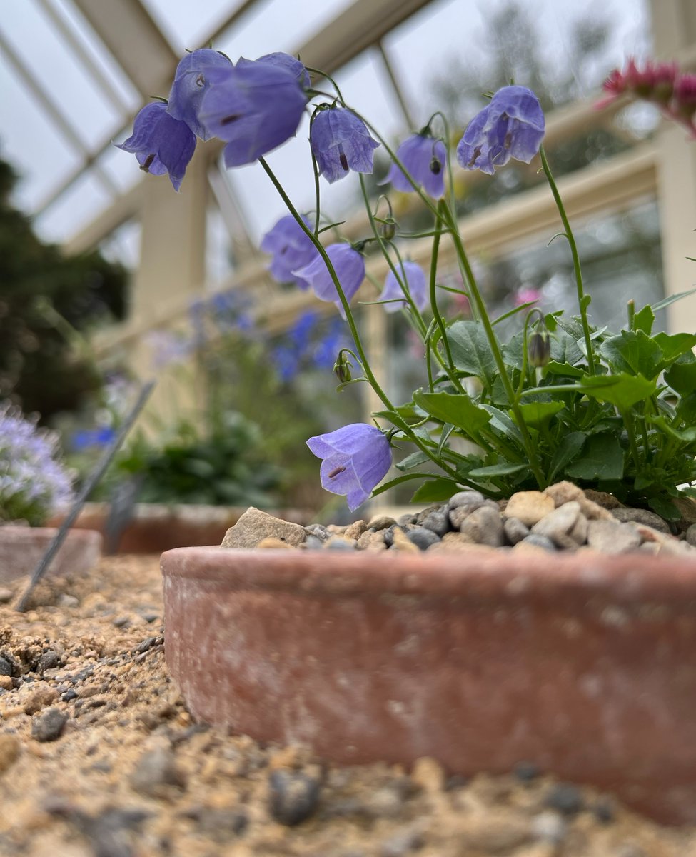 Join us on Saturday to explore the National Alpine Garden Show at Harlow Carr as The @alpinegardensoc showcase the best variety of these hardy little horticultural gems 🌱 A selection of specialist alpine growers will be on site, so you can get expert advice 💚 Runs 11am–4pm.