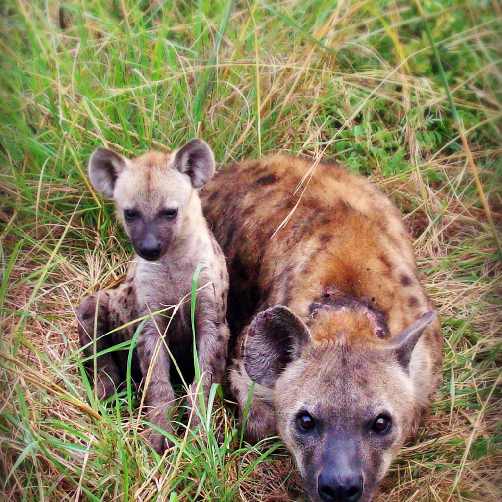 Spotted #Hyena with #cub , South Africa
.
.
.
#SpottedHyenas
#LaughingHyenas
#HyenaCub
#BabyHyena

#SouthAfricanHyenas
#WildHyenas

#AfricanWildlife
#AfricaCarnivore
#AfricanSavannah
#AfricanSafari

#WildlifePhotography #Wildlife #WildlifeHabitat #AnimalEnglish #AnimalThen