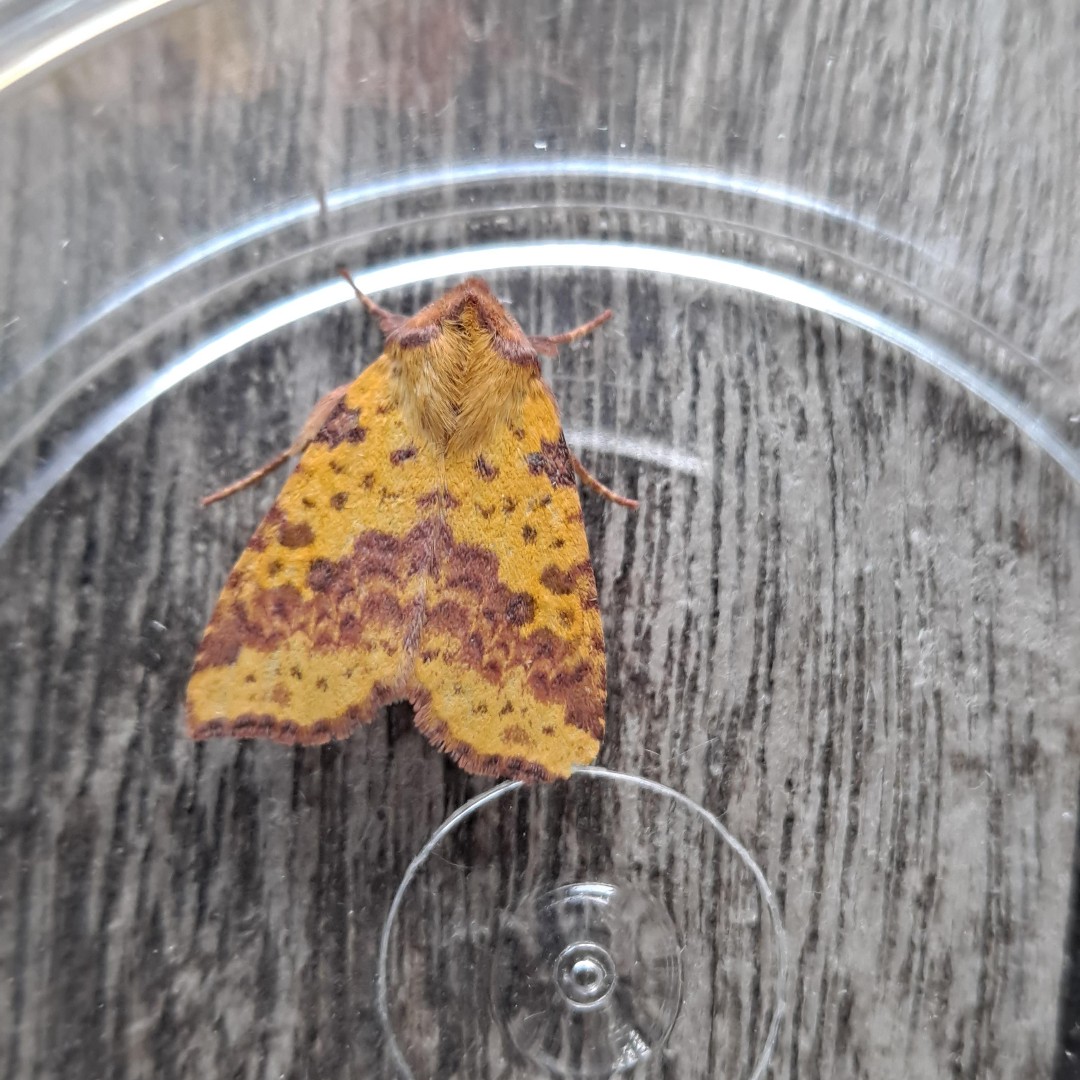 We believe that time immersed in wetland nature, is time well spent #WMHD2023
The little details are just as special as the big experiences. Join us for the last few Wednesdays when you can immerse yourself in a world of #autumn moths at the Welcome Desk.