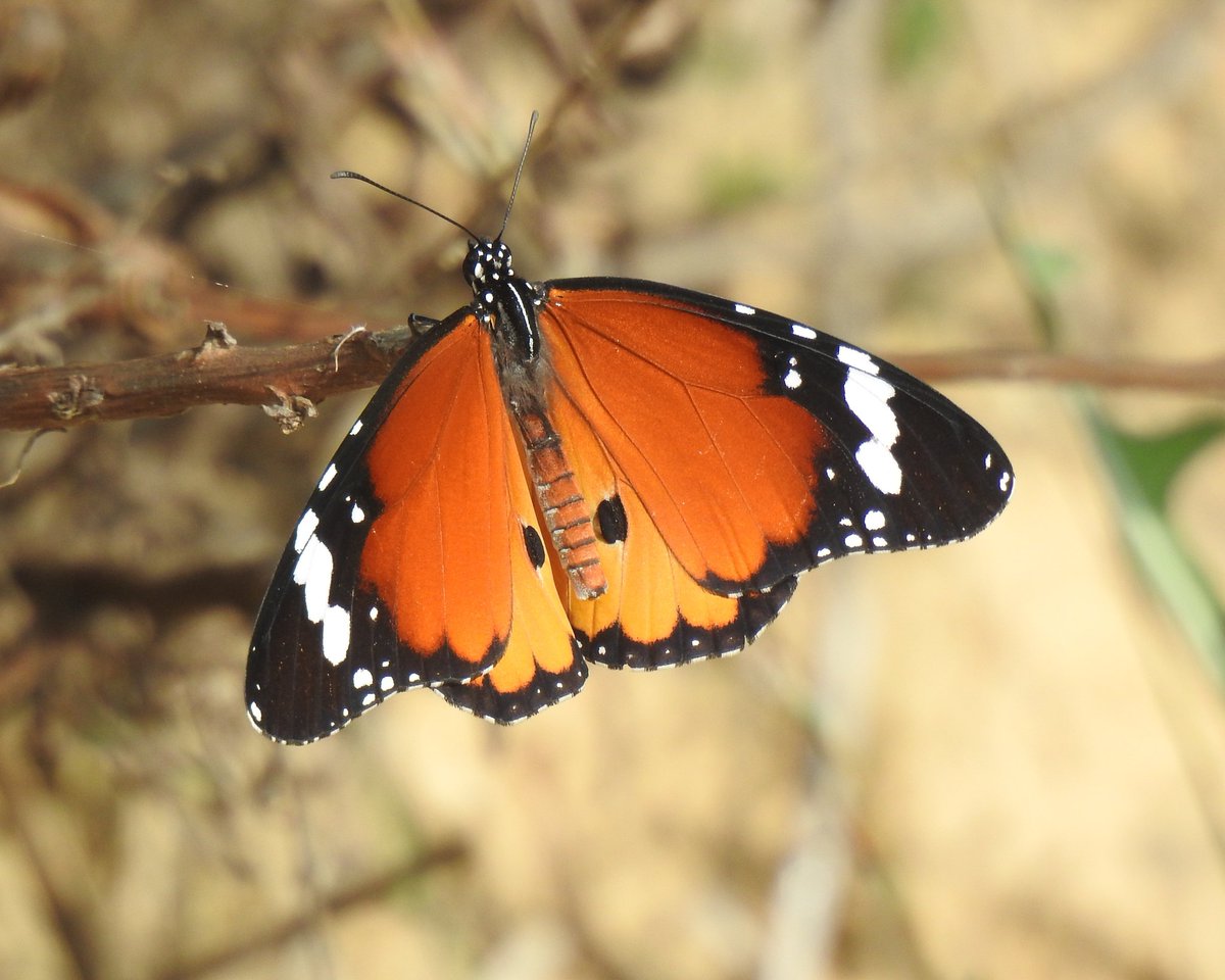 Aquesta passat cap de setmana hem tingut la primera cita de papallona tigre (Danaus chrysippus) al Pèlag de la Saulonera.
Potser amb aquestes temperatures tant altes està proper l'any en que aquesta espècie podrà completar el seu cicle anual a Catalunya...

📷 <a href="/MarcPeris3/">Marc Peris</a>