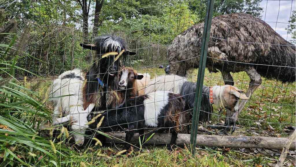 I love my job! Even the farm animals want to come to Honeygo every morning!