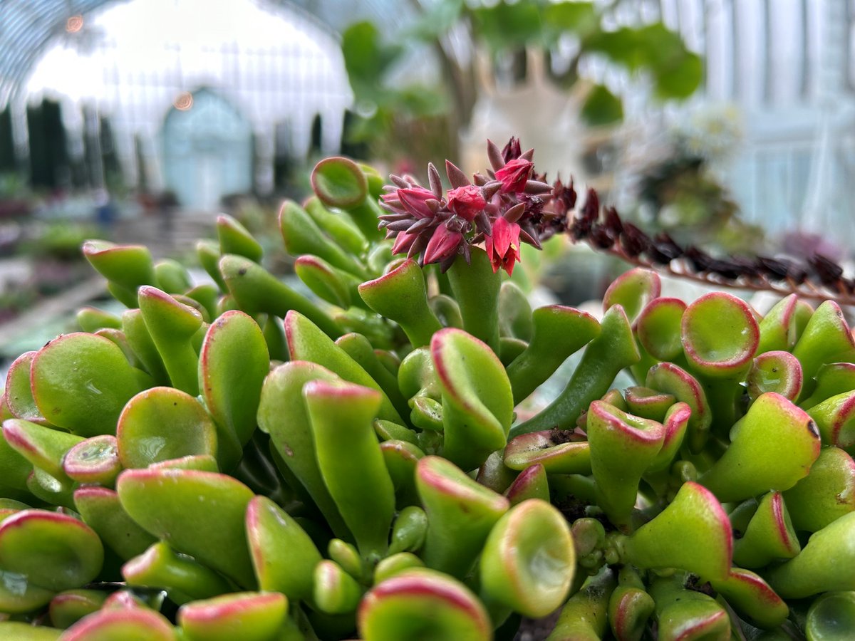 ComoZoo's tweet photo. Some say these look like Shrek's ears. Hmmmm...what do you think? 

You can find them in the Sunken Garden's Fall Flower Show!

#MyMMC https://t.co/LlZGBtv8jw
