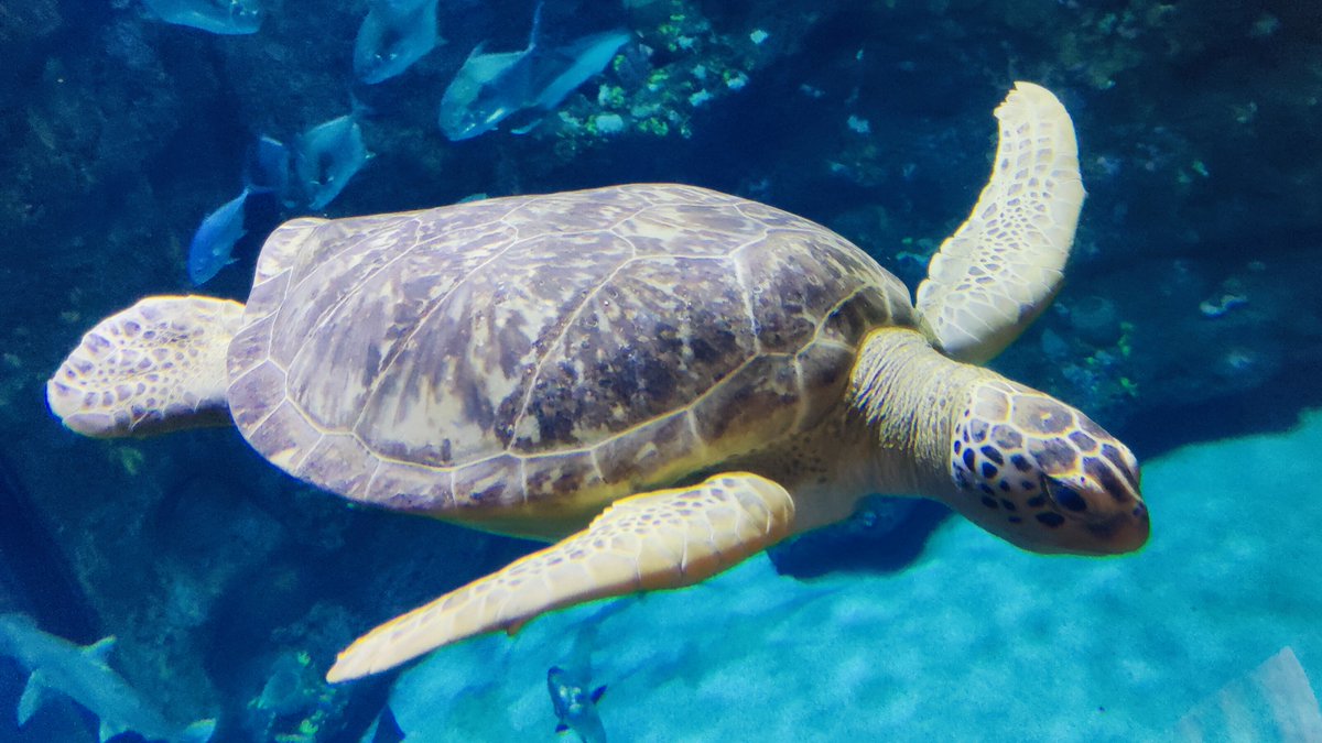 NCAquariumFF's tweet photo. Classified as endangered, green sea turtles are threatened by overharvesting of their eggs, hunting of adults, being caught in fishing gear and loss of nesting sites. Join us National Reptile Day Oct. 21, 9 a.m.-4 p.m. to learn more about green sea turtles. #ConservationTuesday https://t.co/r5ZfQxARWX