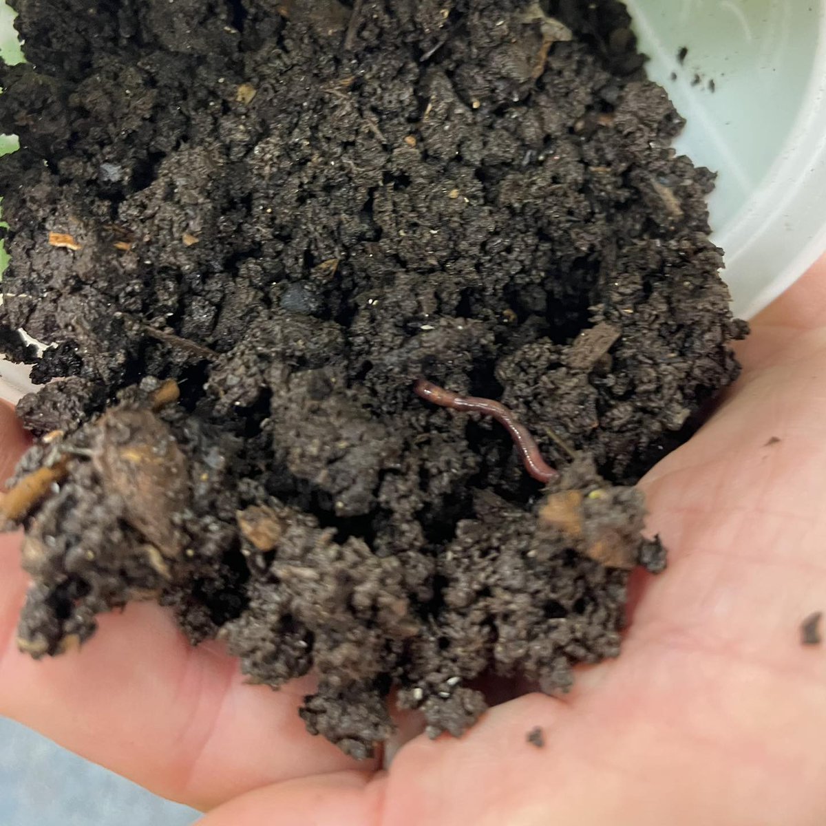 Ottawa Network for Education (@onfe_rope) on Twitter photo Our #ClassroomGardens Program Manager, <a href="/SpaceSimonM/">Simon McMillan</a>, is hard at work preparing red wigglers for delivery to #vermicompost #GardenTowers in classrooms all across the city. 🪱 Learn how you can support Classroom Gardens at onfe-rope.ca/our-work/class… Our #ClassroomGardens Program Manager, <a href="/SpaceSimonM/">Simon McMillan</a>, is hard at work preparing red wigglers for delivery to #vermicompost #GardenTowers in classrooms all across the city. 🪱 Learn how you can support Classroom Gardens at onfe-rope.ca/our-work/class…