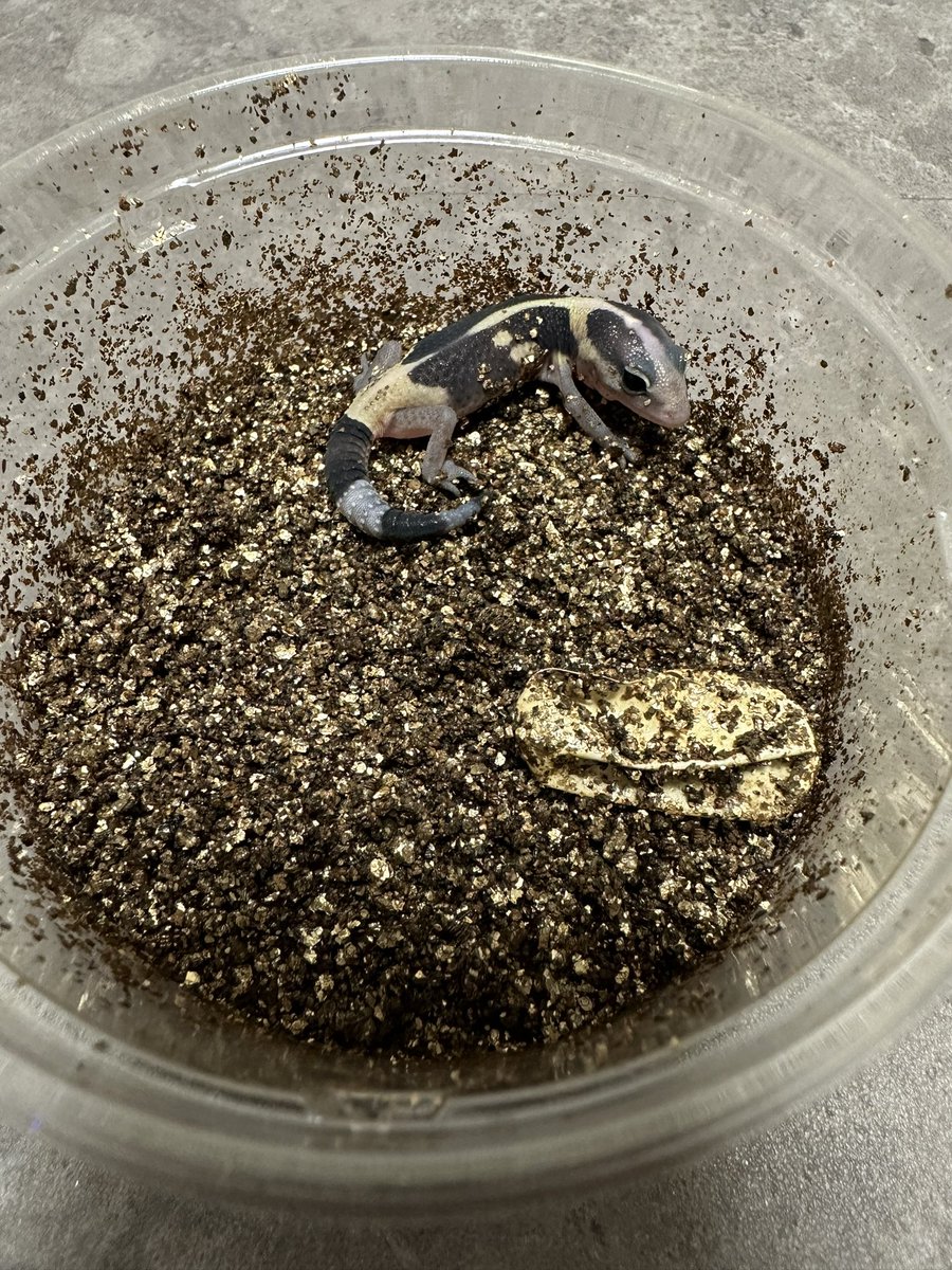Reptiles02's tweet photo. 2023.8.17 1stクラッチ
2023.10.10 ハッチ

#ニシアフ #ニシアフリカトカゲモドキ https://t.co/0kJZplHfGy