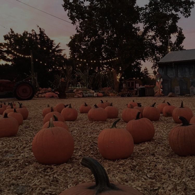 violettweets_'s tweet photo. pumpkin patches. https://t.co/VKW6I9ZWKG