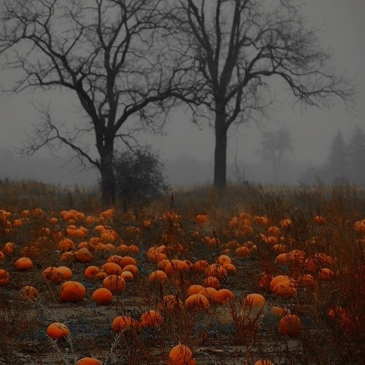 violettweets_'s tweet photo. pumpkin patches. https://t.co/VKW6I9ZWKG