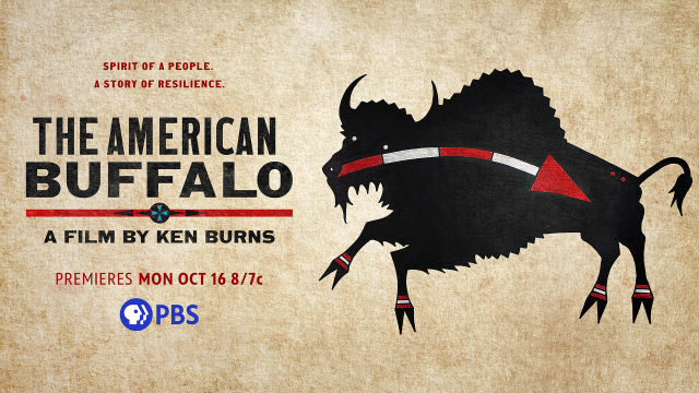 The American Buffalo will give audiences a fascinating look into one of our nation’s most iconic mammals and their important bond with Native people. Thanks, <a href="/BankofAmerica/">Bank of America</a>, for your continued support of <a href="/KenBurns/">Ken Burns</a>. Watch starting 10/16 <a href="/PBS/">PBS</a>: bit.ly/3LWOHqi