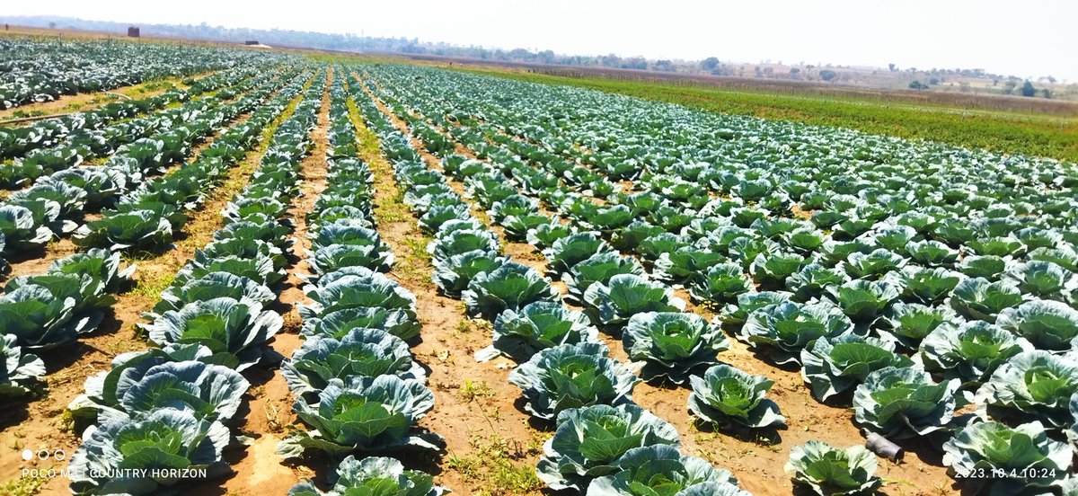 Many new farmer's i have come across pack and go back to town barely two seasons after they start. Main  reason  is lack of business plan which lead to low profitability in any enterprise.