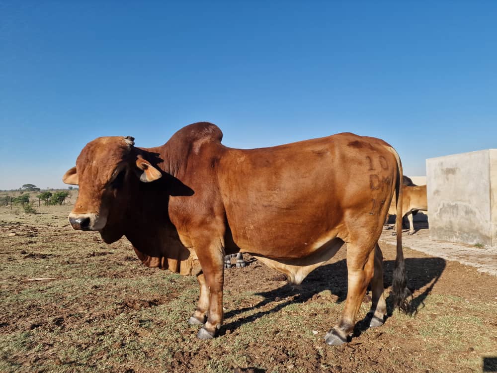 For year's our team have been in Agribusiness consultancy we have taken time to research and try out many things to enhance profitability in our farmer's enterprise and the following has worked for them and might work for you too.

Discover ways to cut production cost