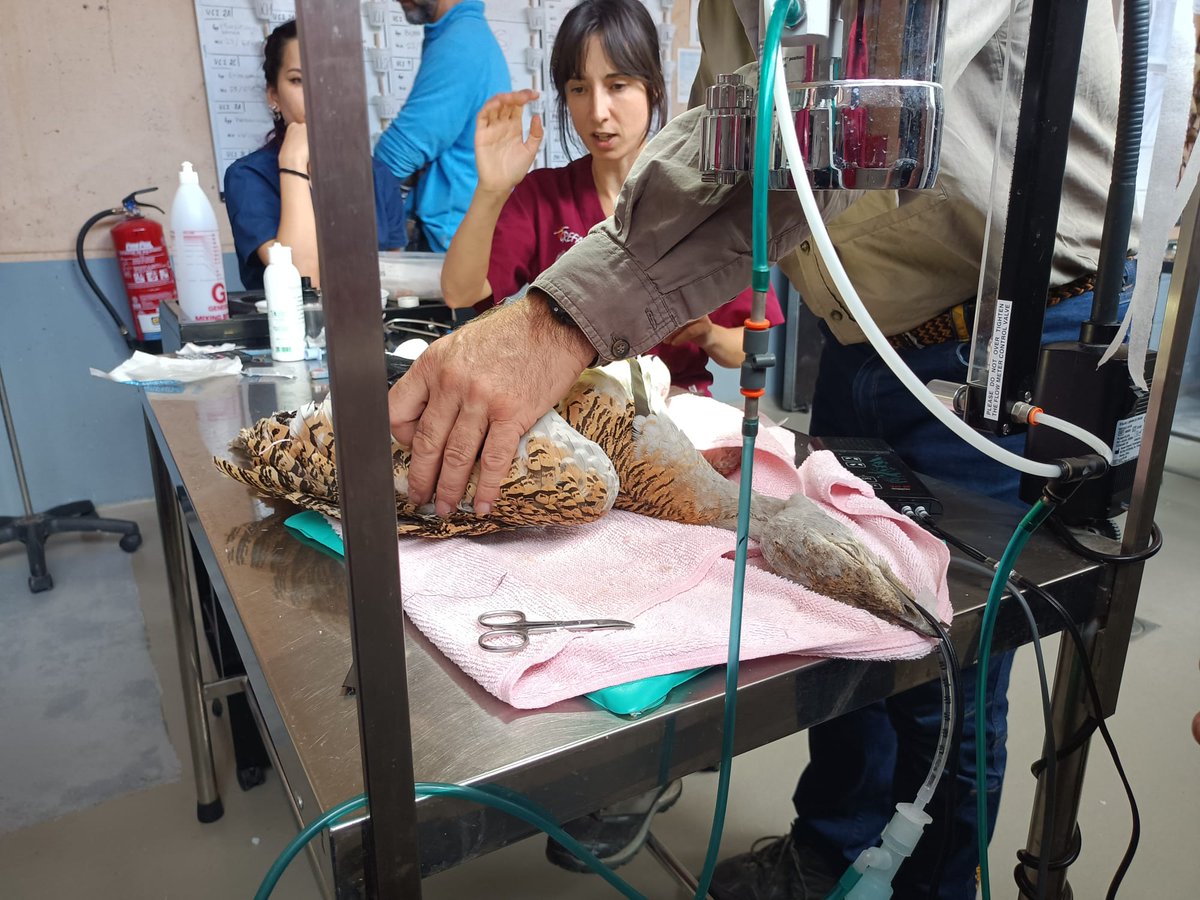 GREFA_Fauna's tweet photo. #GREFAsequeda Está avutarda fue rescatada por uno de nuestros compañeros un domingo de madrugada. Hoy vuela libre y en perfecto estado, lo sabemos por el GPS que le colocamos. ¡Apóyanos para llegar a 20.000 firmas y no tener que desalojar nuestro centro! https://t.co/YBUVN9Z7M2 https://t.co/9FukJVnuEP