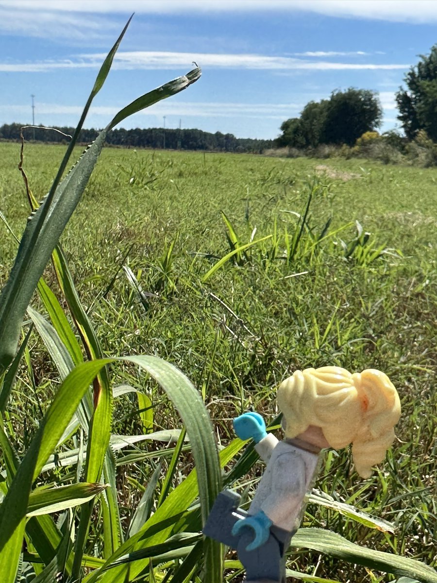 LegoForages's tweet photo. Not much is scarier than #ActualForageSpecialist when she decides to start tank mixing #herbicides. Take that vaseygrass!
#KickingGrass #HelloFromTheHayfield #NotToday #SpookySeason https://t.co/sR8Th4vf67
