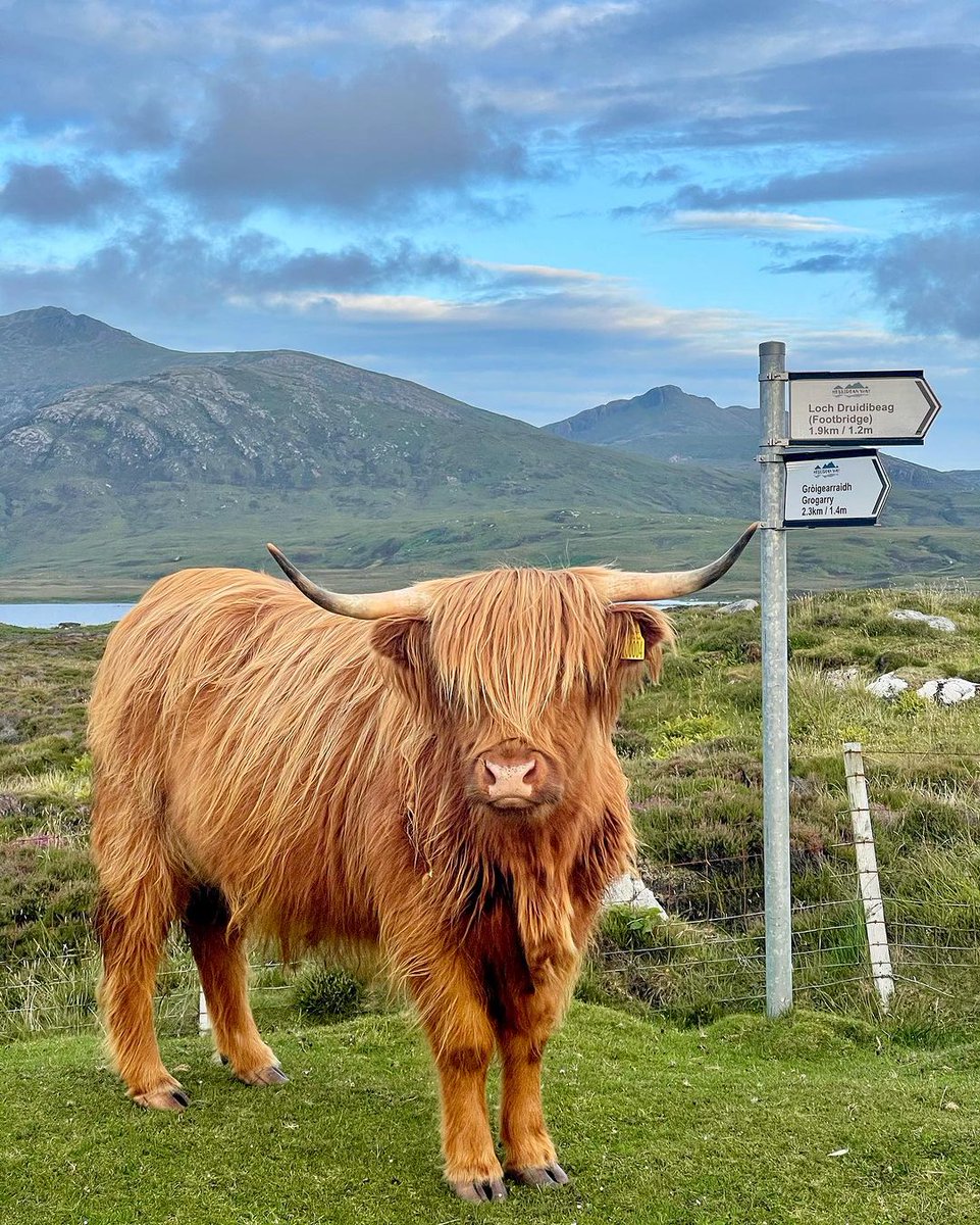 POV: You've just met your 'udderly' charming tour guide for the day, ready to be shown the 'moo'st-see sights in #Scotland - what a treat for #Coosday! 🐮🚌 📍 Loch Druidibeag, South Uist, @OuterHebs 📷 IG/longislandretreats