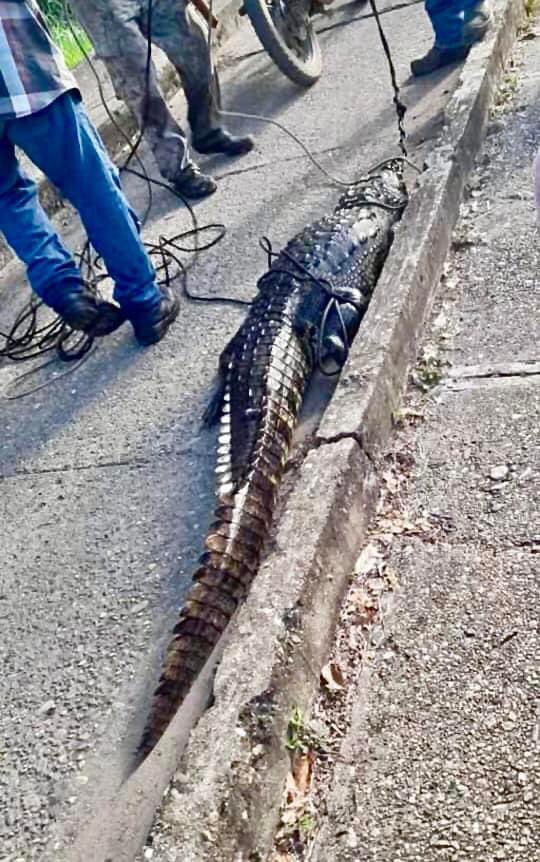 Sofy Valdivia tweet media