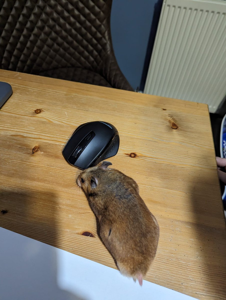 Hamster and mouse make friends.