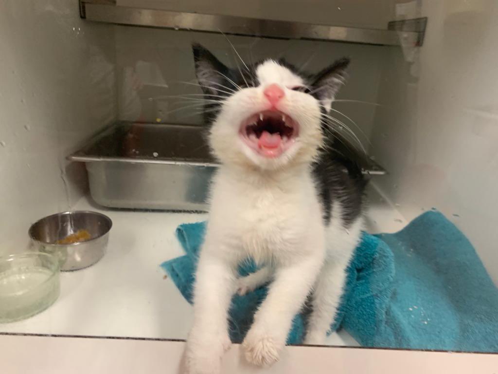 Mammaaaaa

dit moppie schreeuwt om de butler en zijn eigen mandje, omgeving #GerardDoustraat gevonden.
#kat #gevonden #vermist #help