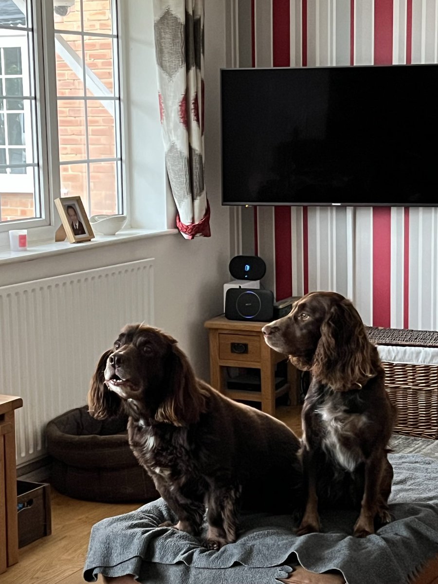yarmySue's tweet photo. @Bruadarach_labs #woodysprocker 12and a half and #rolococker just turned 5 https://t.co/Y9AwWWgqz9