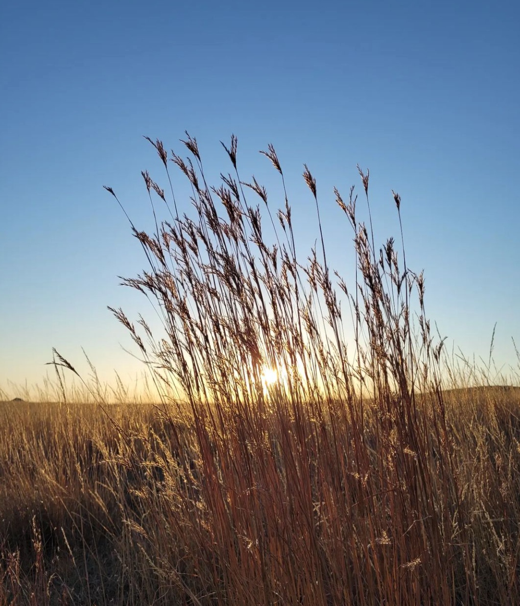 NEMTTOURISM's tweet image. The beauty is in the details.

📷 instagram.com/kelsey_of_malta

#MissouriRiverCountry #NortheastMontana #MoreRoomToRoam #TravelMontana #ExperienceMontana #406 #LastBestPlace #BigSkyCountry #MontanaMoment #MontanaGram #OnlyInMontana #EasternMontana⁠