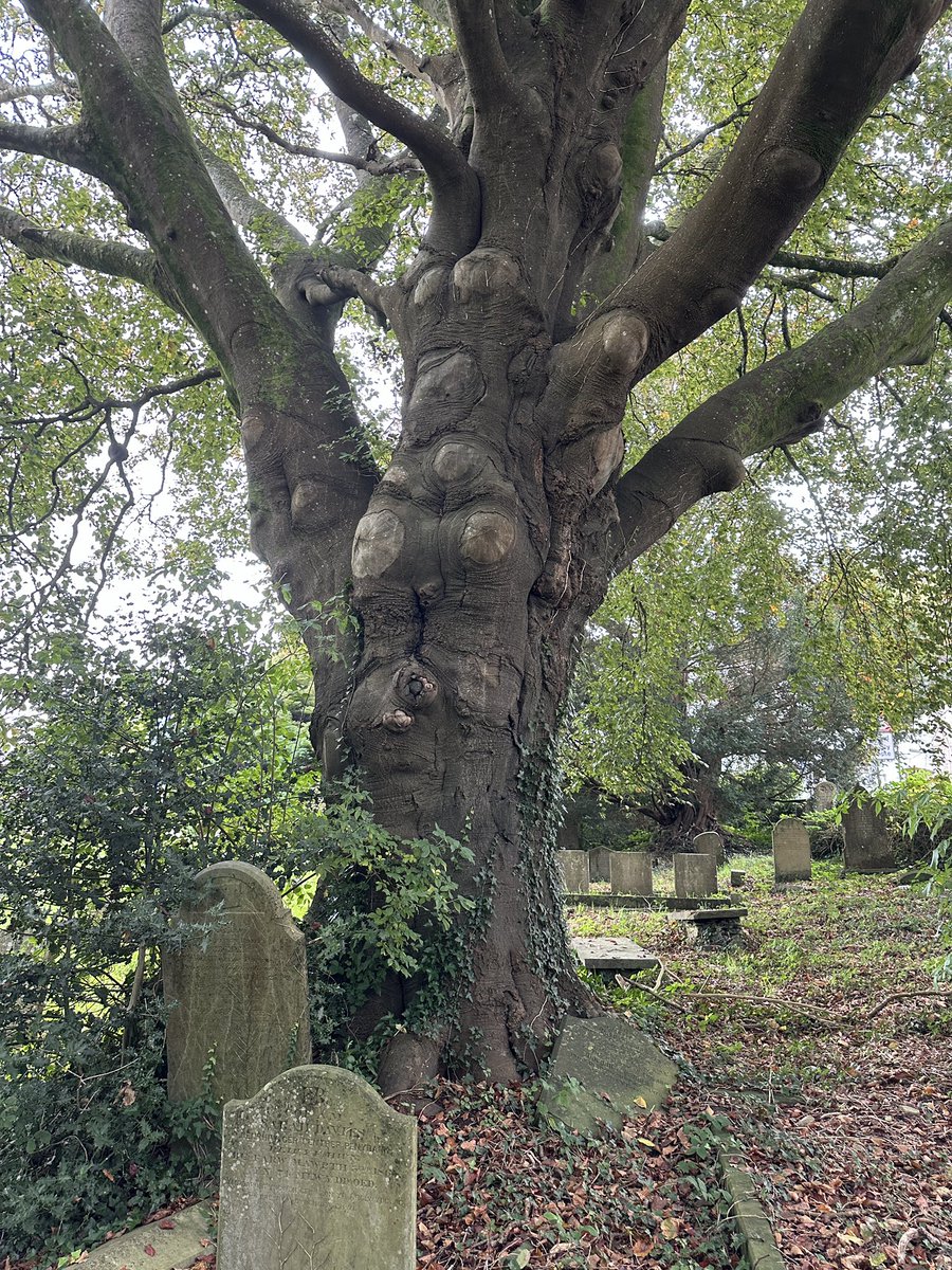 Stunning Copper Beech for #thicktrunktuesday