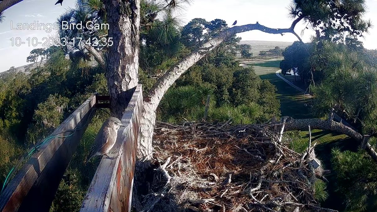 17:42, 10/10  It was just a matter of time before someone discovered the new cam supports were a great place to perch!