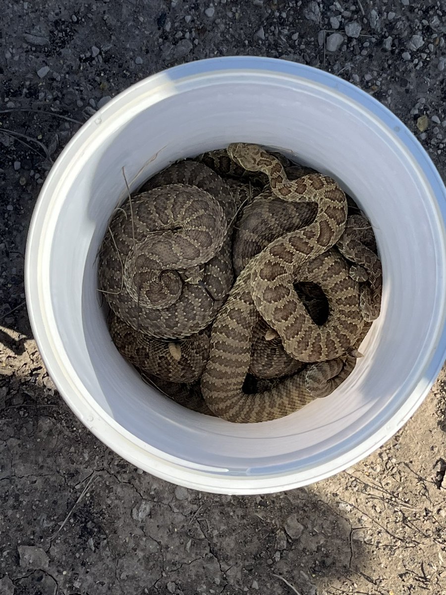 Got to take some students out to rattlesnake country in the dakotas this weekend. My favorite place to be with some amazing students who all enjoyed the trip!!