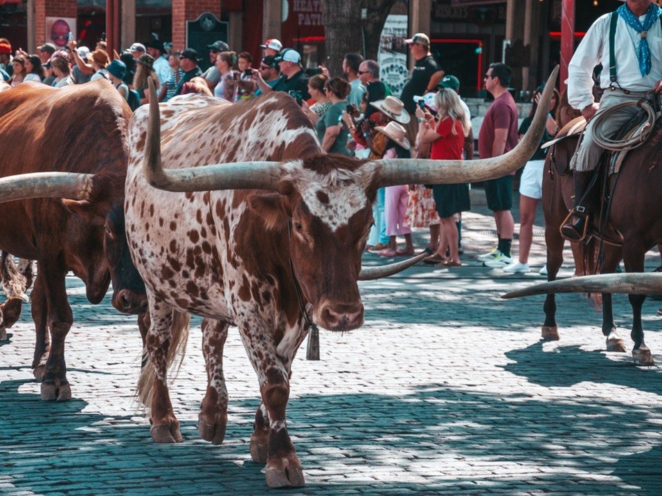 Where the spirit of the West comes alive daily at 11:30 AM and 4:00 PM! 

📸: @fotki_oli