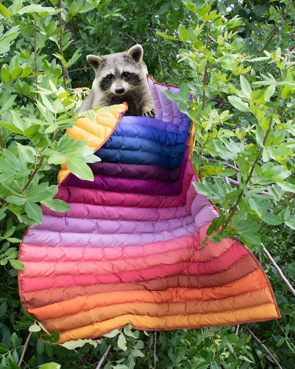 ArtGalleryFab's tweet photo. You're taking a walk in the park, and suddenly you see this guy holding The Glow Quilt🚶‍♂️🌳. What do you do?? 🤔💫 

#ArtGalleryFabrics #AGFGlowQuilt #PuffQuilt #ModernQuilt #RetroVibes #TrashPanda #QuiltFun #AGFPURESolids #FreeQuiltPattern #AGFPatterns https://t.co/hXoqmwJTNh