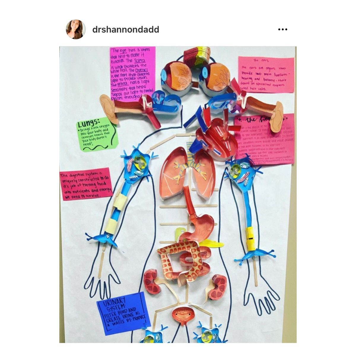 Love this work using our paper models! ⬇️ 
Such a great idea. Perfect for #WorldAnatomyDay!

bit.ly/2uHz5m2 

#anatomy #biology #iteachbio #biologyteachers #scienceteachers