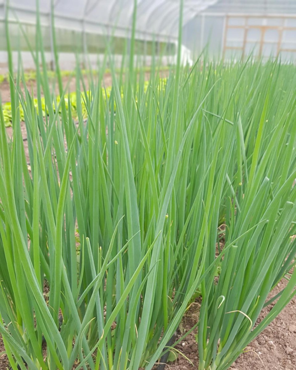 Scallions in the market garden coming up nicely! They'll be in the Farm Shops soon!