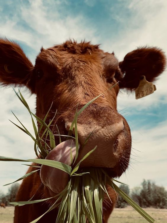 #PostalesDeCampo📸
