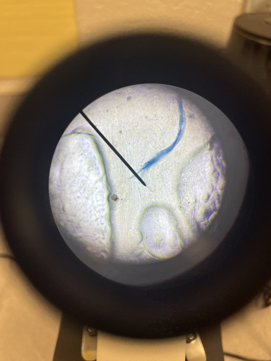 TruaxEduc's tweet photo. 5th grade learning about cells and did a lab with strawberry DNA.@WCE_HCS @Tamikaknighton @linkingliteracy #winningforkids #STEMHenry https://t.co/YxsaUSbJyM