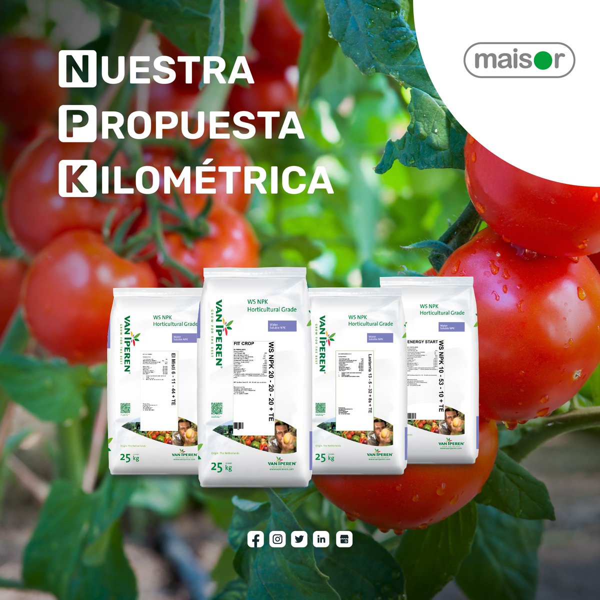🛣️ ¡Encontrá nuestra lista "kilométrica" de opciones NPK para fertirriego! 

Opciones balanceadas, concentradas en P y en K en 4 productos de calidad 🇳🇱🇪🇺

¡Pidale <a href="/vaniperenint/">Iperen International</a> a su #DistribuidorMaisor! 
¡Es lo mejor! 😉